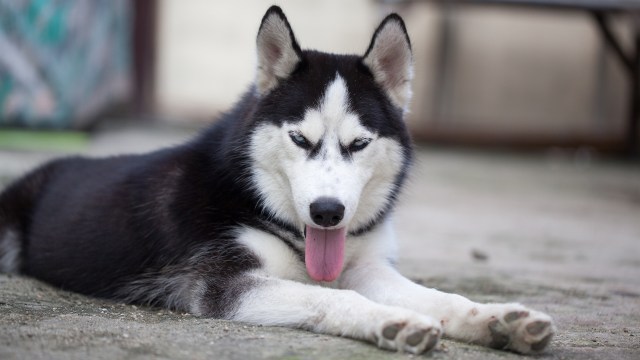 Connecticut husky saves 6-year-old from bear, then earns a steak for chasing it off