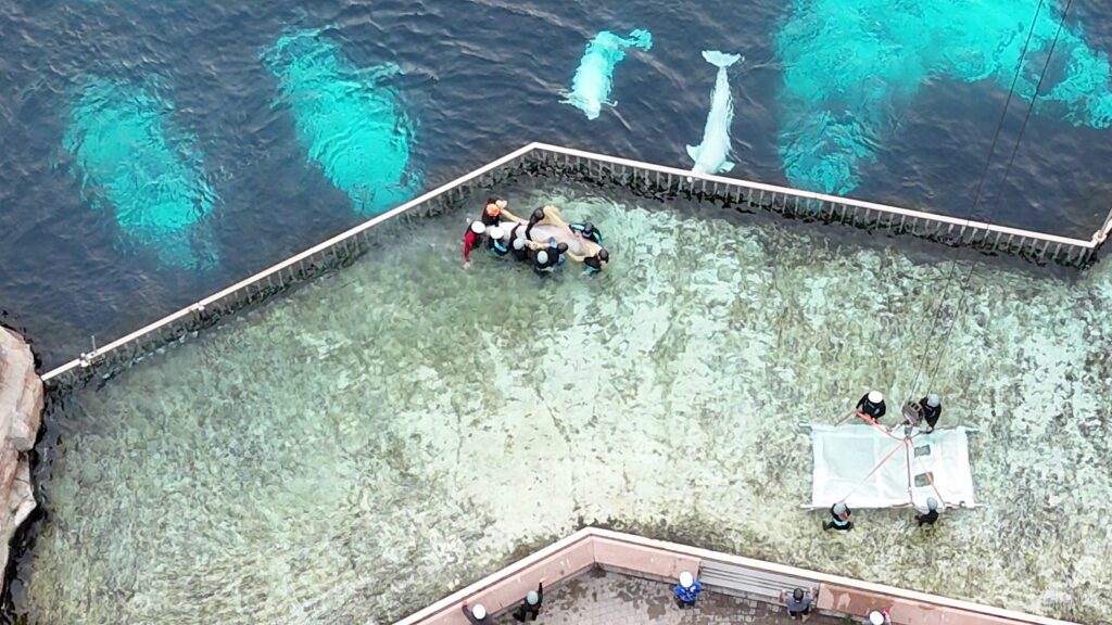 Shocking moment six beluga whales are rescued from abandoned theme park