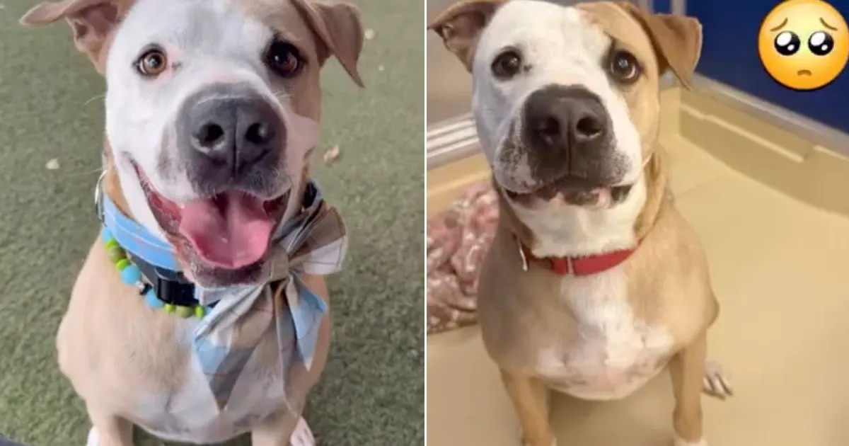 Human Tells Shelter Dog Nobody Came for Him Again & Watches His Heart Break a Little More