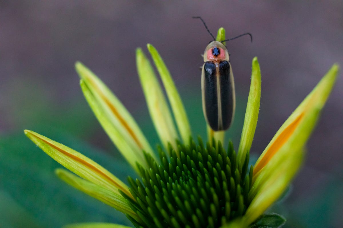 experts say making these changes to your yard will bring fireflies back - coneflower and firefly back