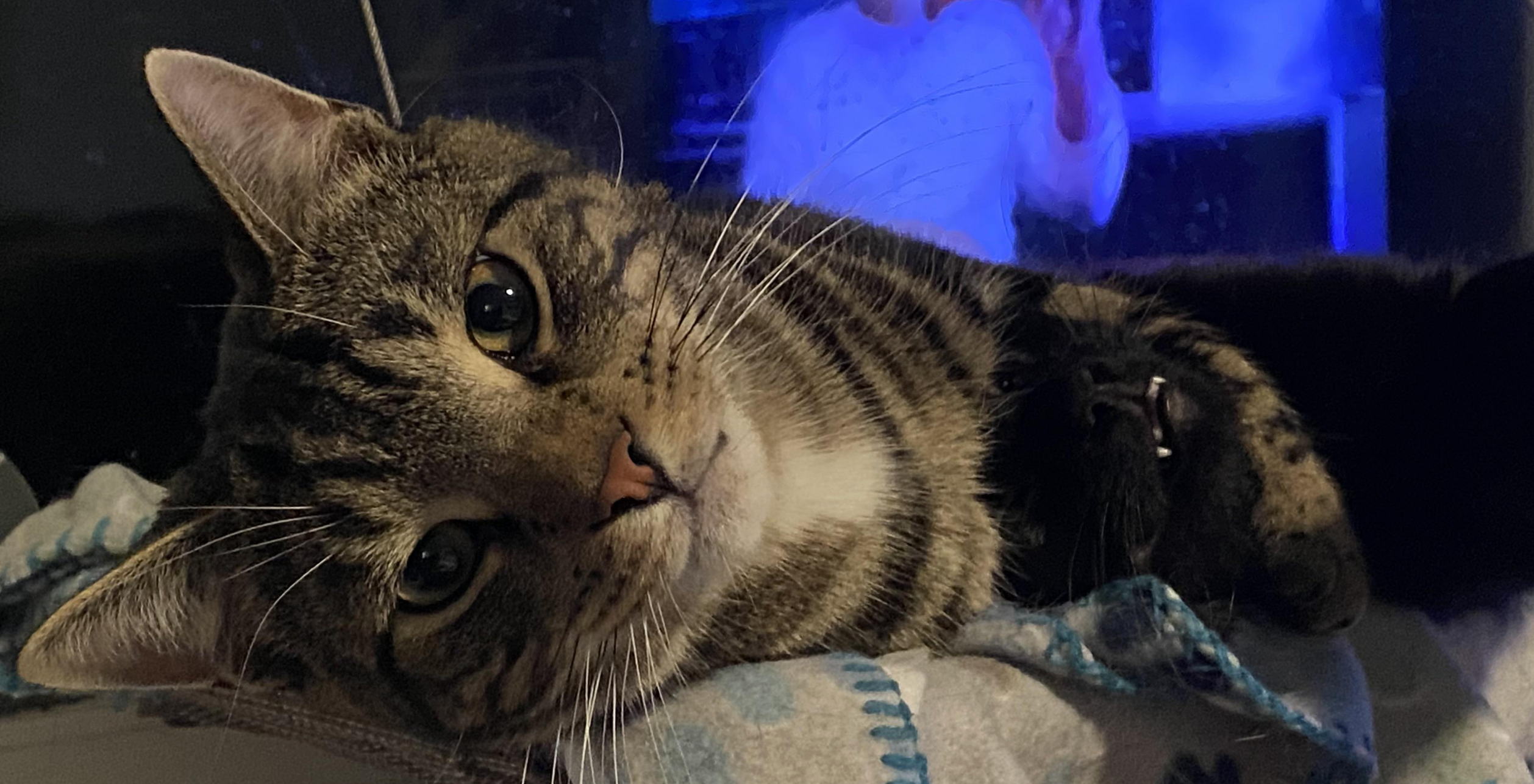 A tabby cat lounging comfortably indoors, looking directly at the camera with a relaxed demeanor