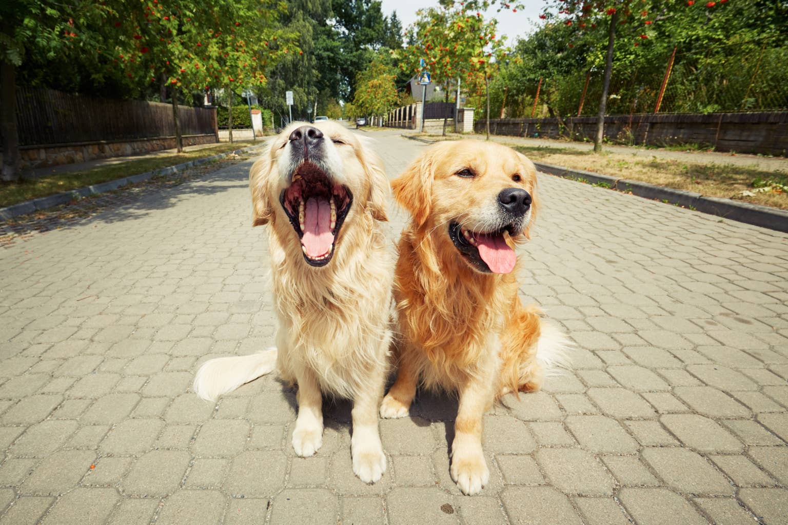 Golden retrievers have very different reactions to being hugged, and we can't stop laughing