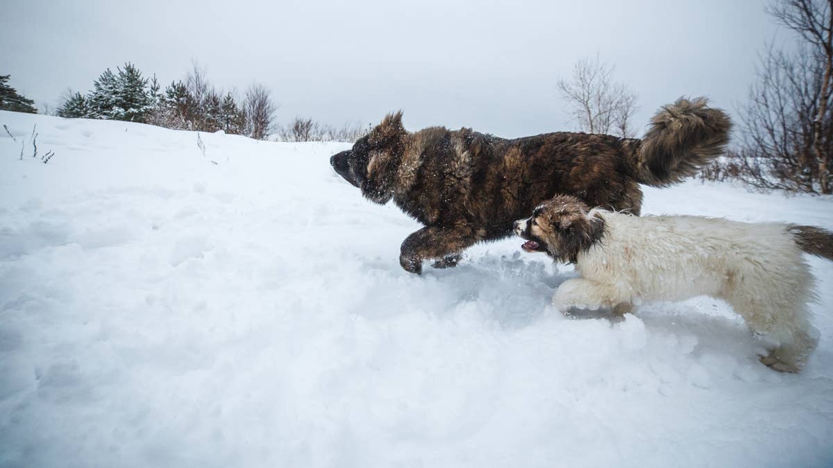 Rare Caucasian shepherd's 'mini-me' puppy is the sweetest little sidekick
