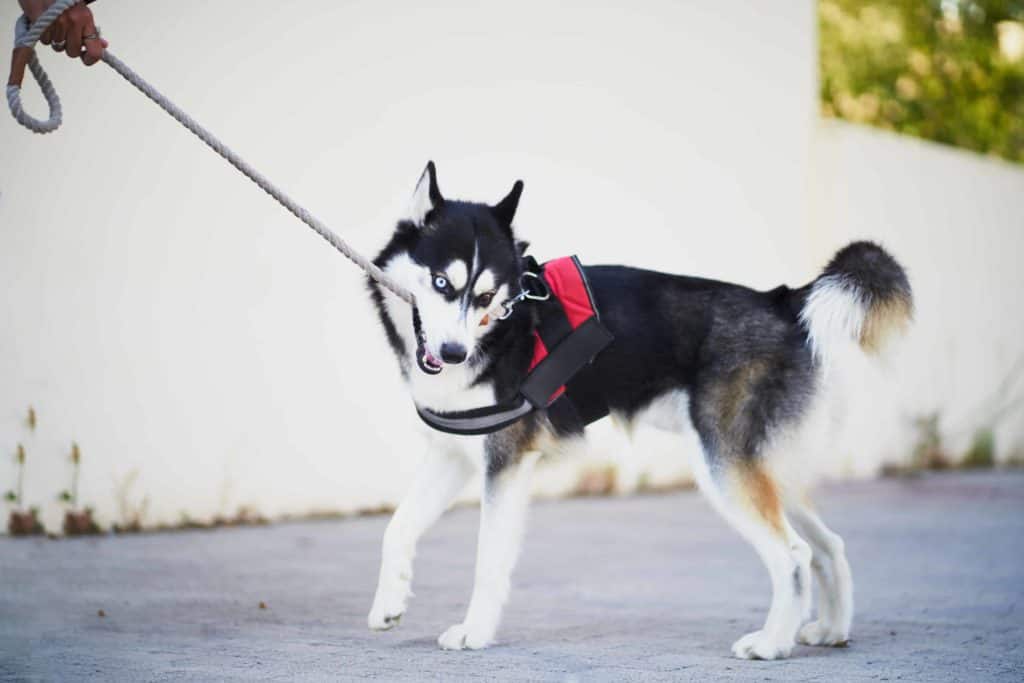Aggressively pulling on your dog’s leash to maintain control can backfire and stress out your dog.