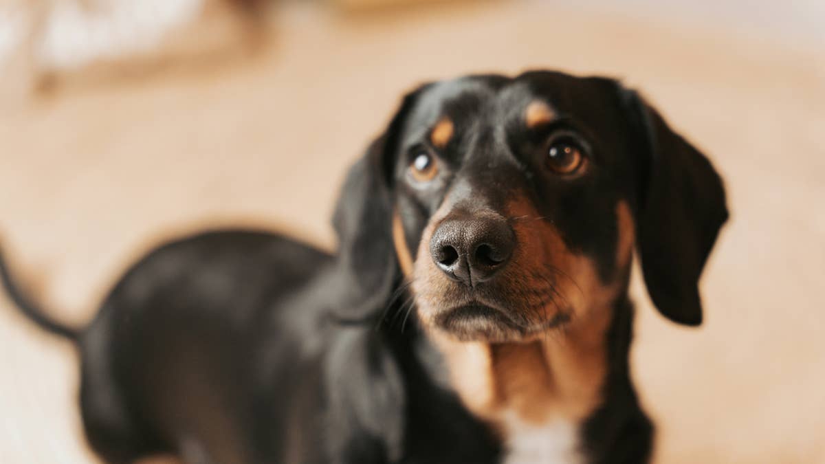 Update on poisoned street puppy who couldn't walk reveals her heartwarming transformation