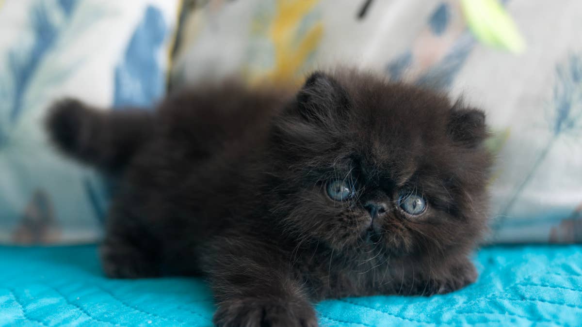 Tiny black Persian kitten looks just like a fluffy little caterpillar