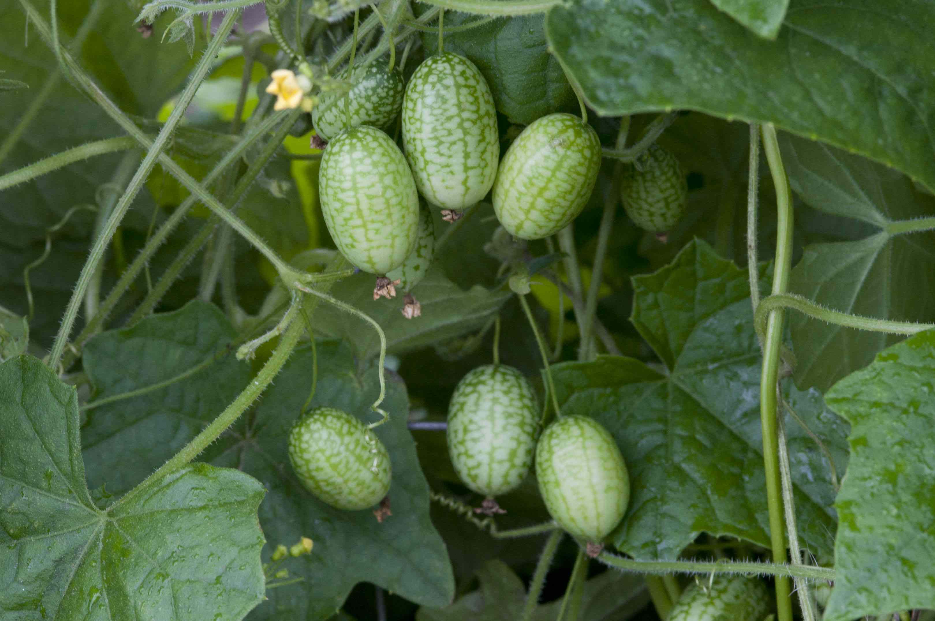 How to grow cucamelons, the tiny fruits that taste like cucumbers
