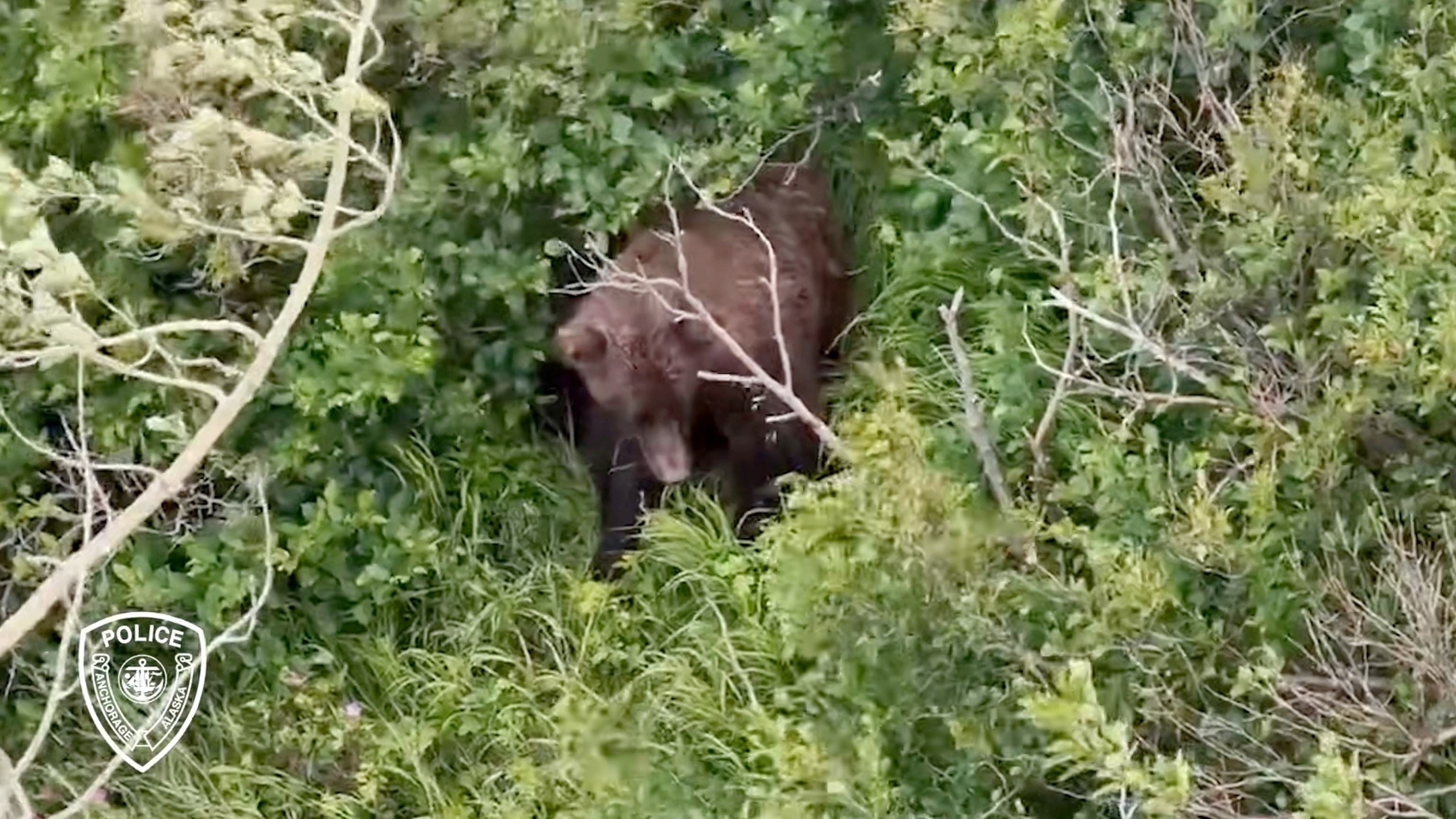 Woman attacked by brown bear while hiking Alaskan trail