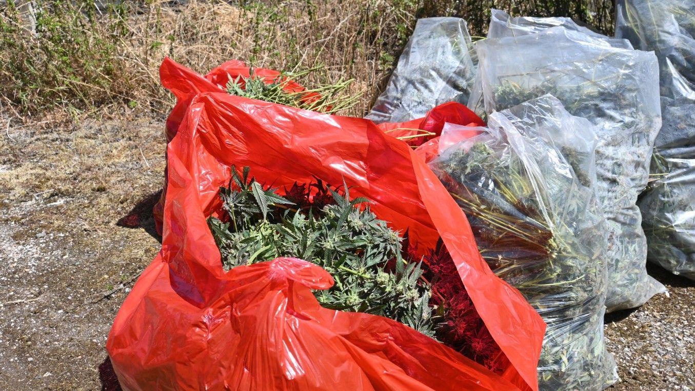 The plants and machinery seized will be destroyed