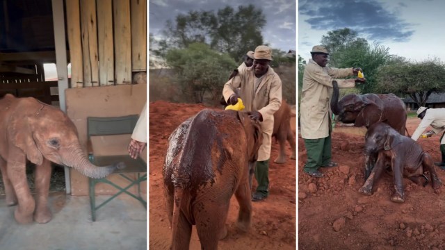 In Kenya, orphaned elephants get a weekly coconut-oil bath at sunset, and it lulls them to sleep