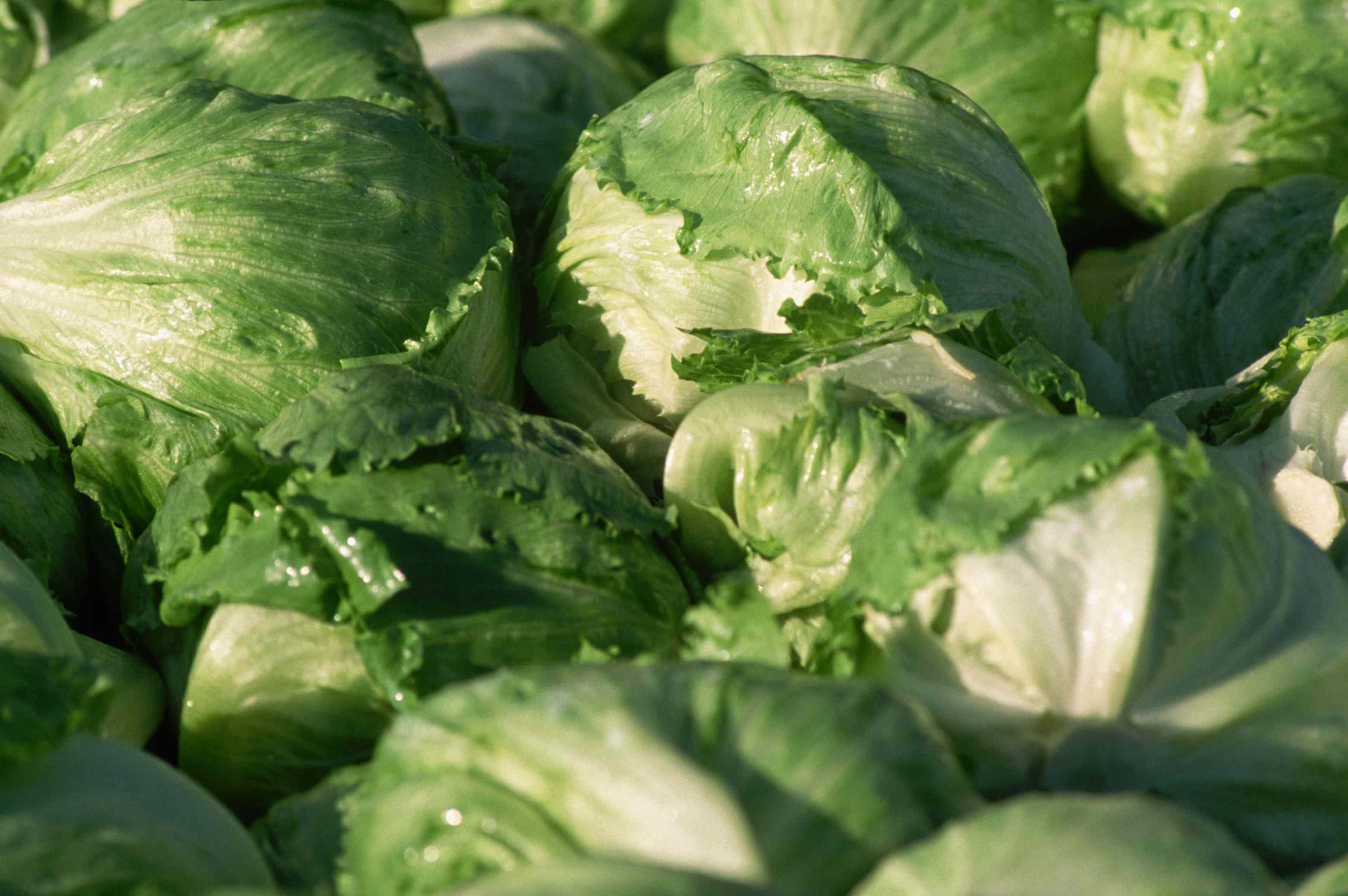 The latest on the cyclospora outbreak—and why Taylor Farms is still in the spotlight
