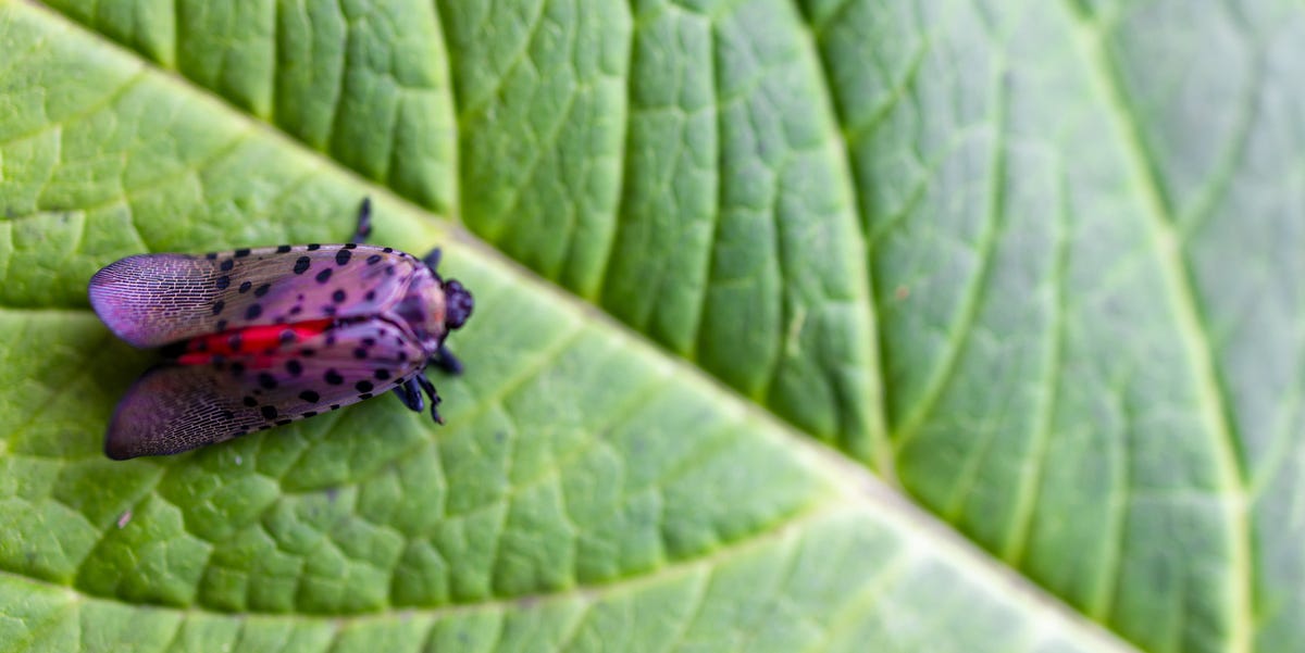The Best Way to Get Rid of Spotted Lanternflies