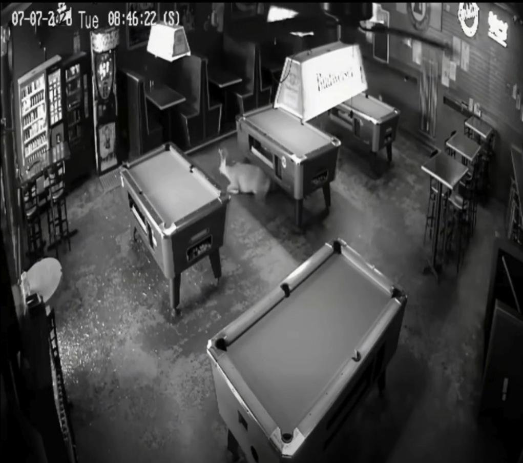 Watch: Two deer crash into two businesses at the same time in Georgia