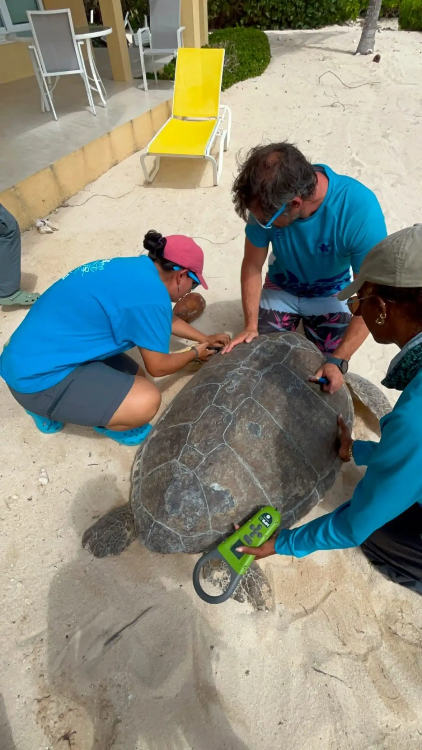6a5fa33691ee60aa4d0a079b_6a5fa335a3e8d2923cc30d63_sea-turtle-rescued-from-swimming-pool-cayman-islands-body.webp