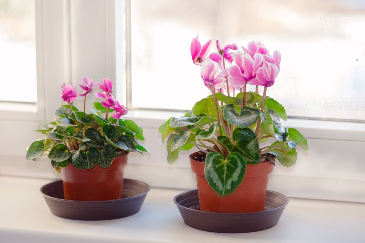 Mini cyclamen plant with white and pink flowers on window sill