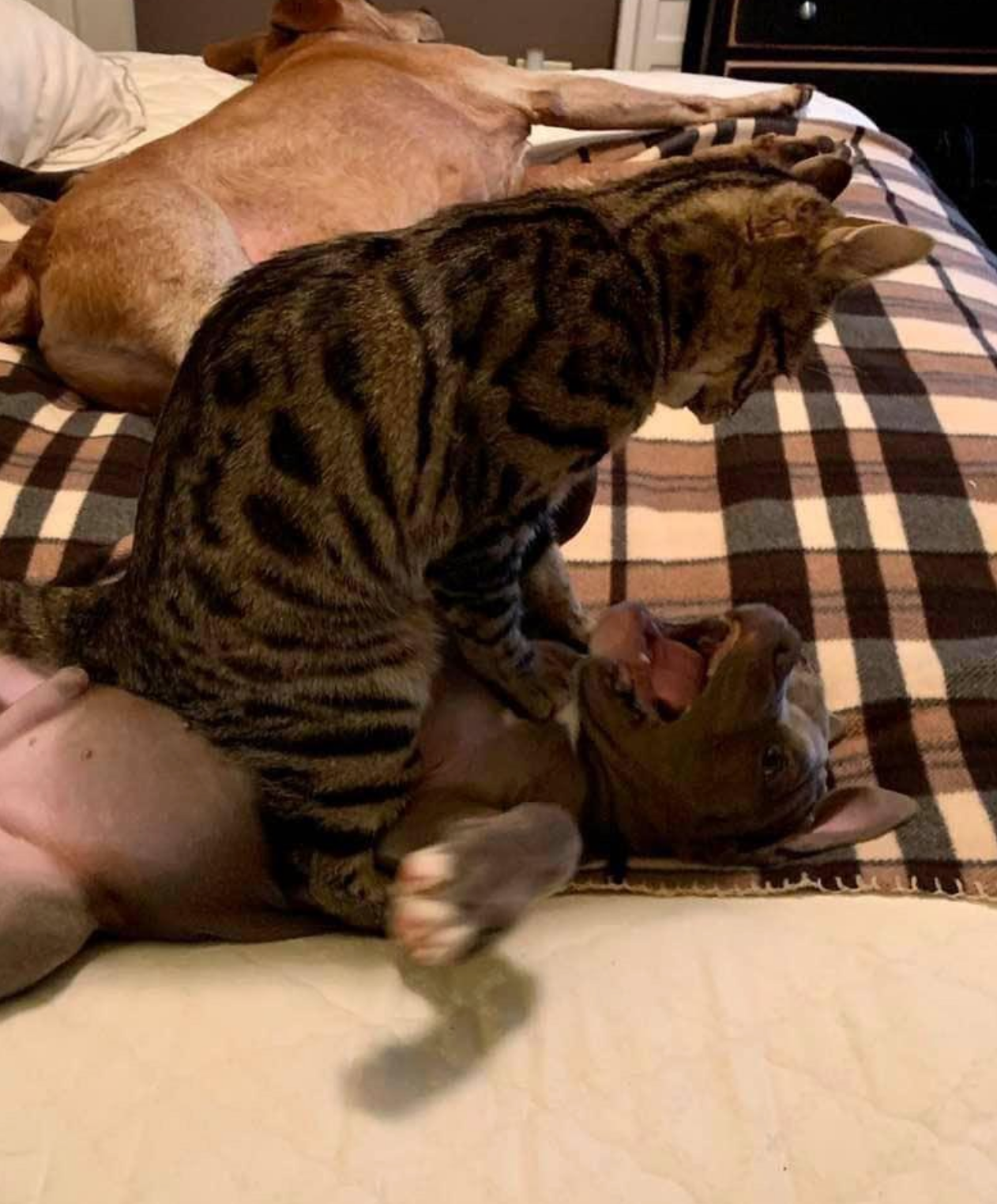 Cat playfully pounces on a dog laying on its back on a bed, both appearing engaged in a lighthearted play fight