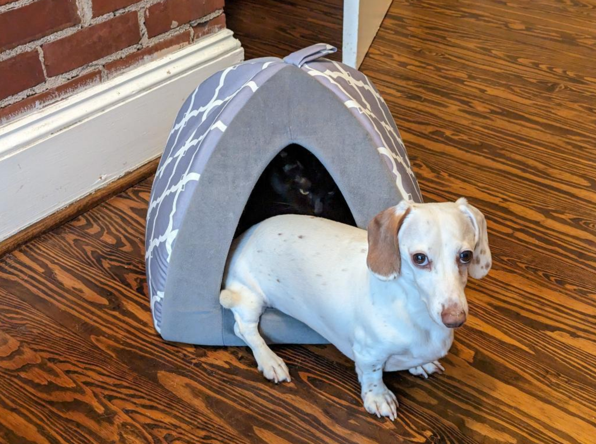 A dachshund lies partially inside a small fabric pet tent on a wooden floor, peeking out with an alert expression