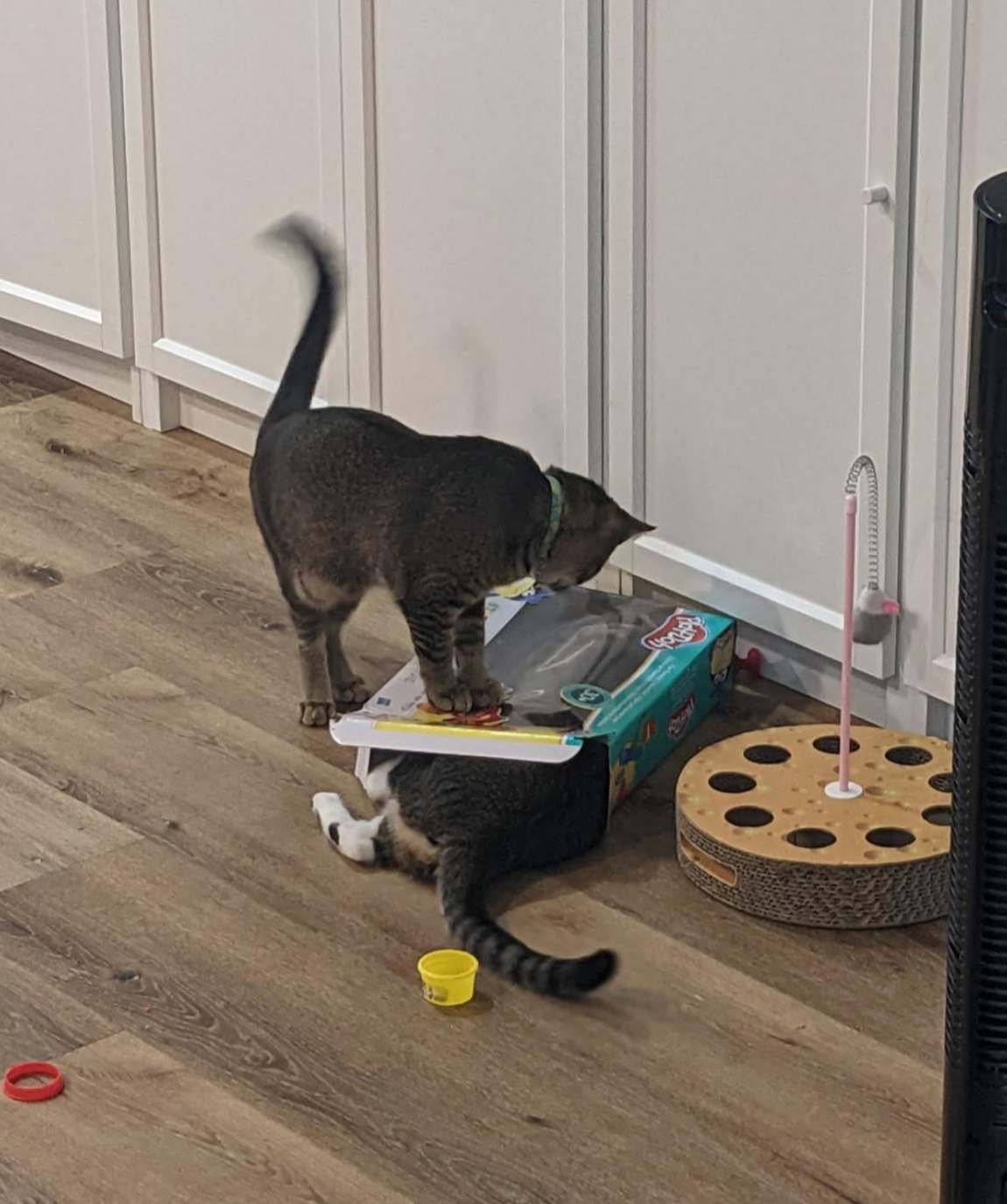 Two cats playing; one is inside a box with its head out, and the other stands on top, curiously looking in. A scratching post is nearby