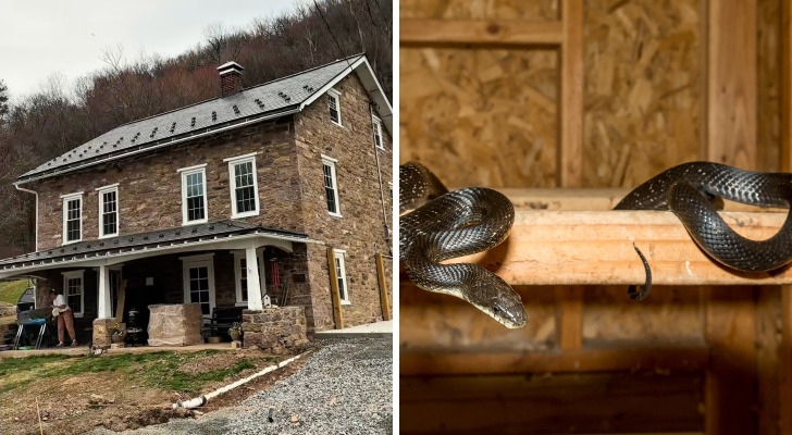 A couple who bought a Pennsylvania farmhouse at auction for $460K found it crawling with 7-foot black snakes. Could a home inspection have caught it?