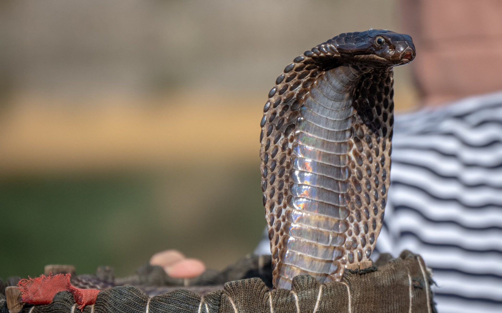 Traditional Indian snake charmer