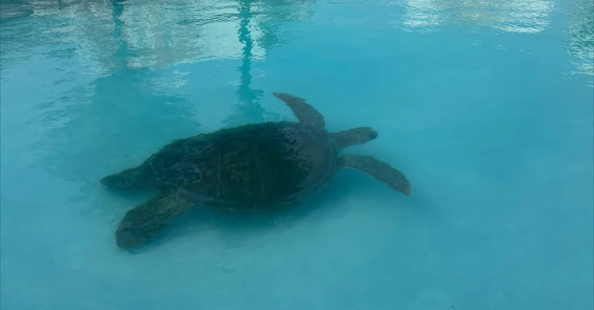 400-pound sea turtle rescued after finding herself trapped in a swimming pool