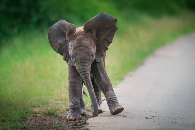 In Kenya, an elephant calf leans on a playmate, and the photo is pure tenderness