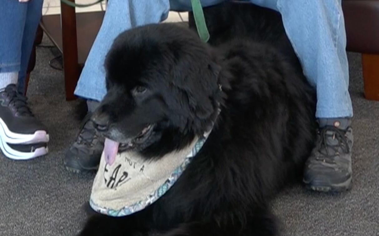Leigh’s lost & found: Know your breed - What to know about Newfoundlands