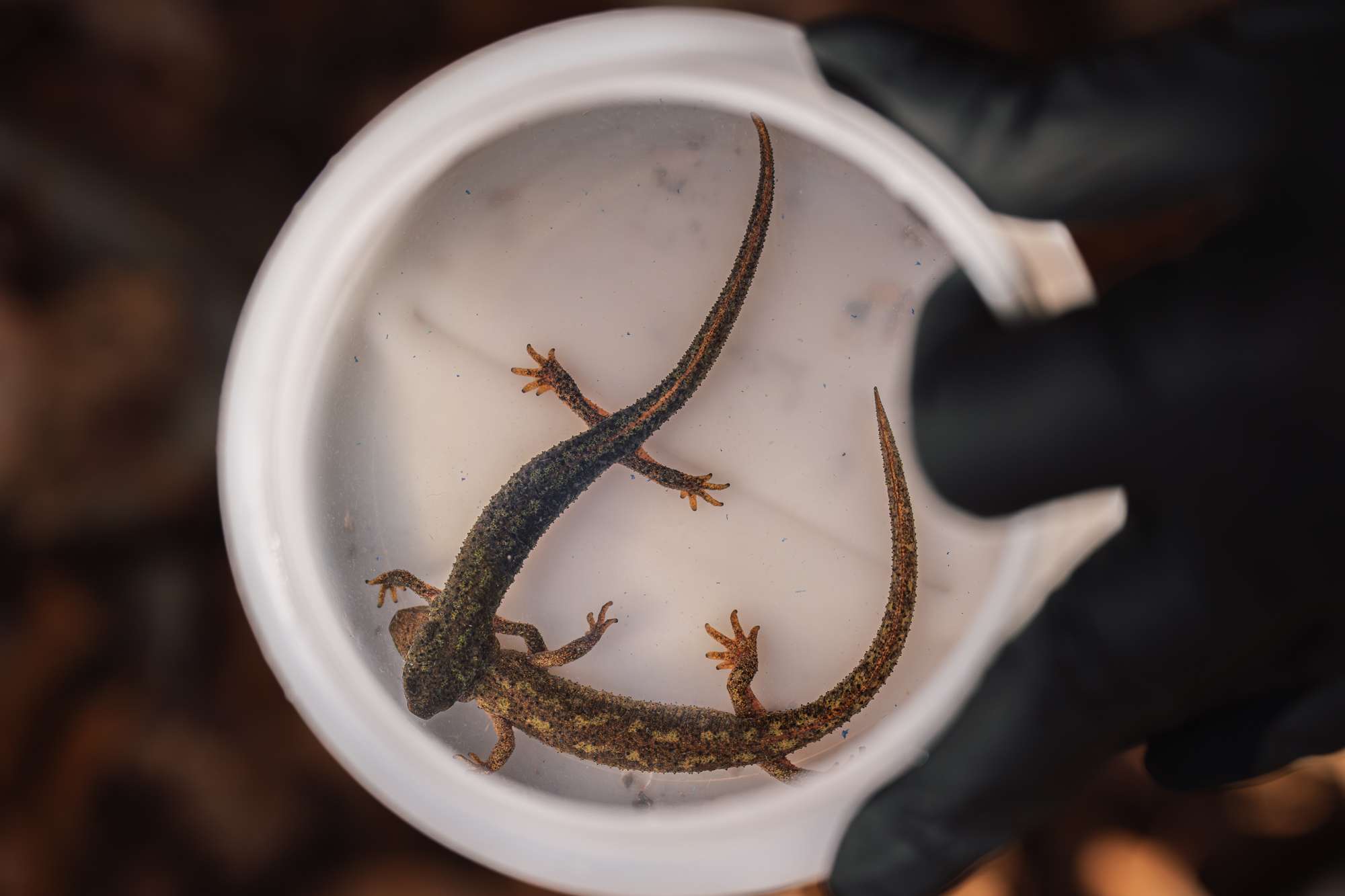 32 highly endangered newts released at secret site amid threats of extinction