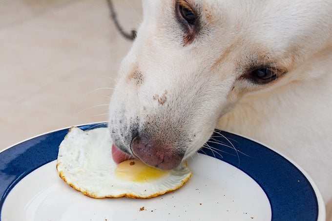Can Dogs Eat Eggs Here’s What Vets Say Gettyimages 878233760