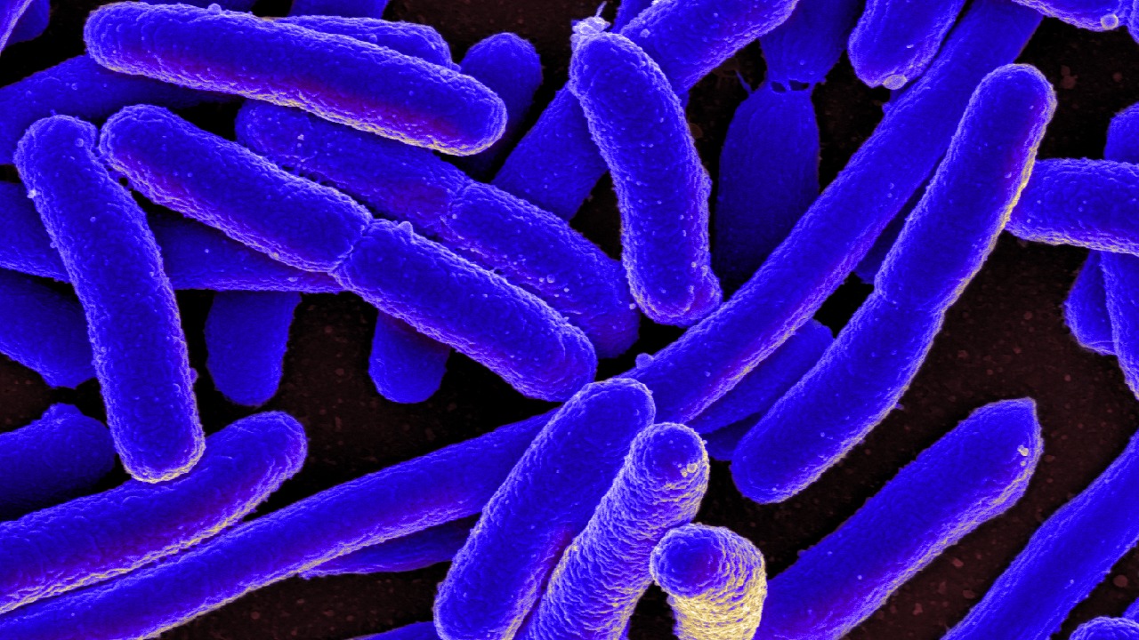 A flesh-eating bacteria has killed eight along the Gulf and is creeping north