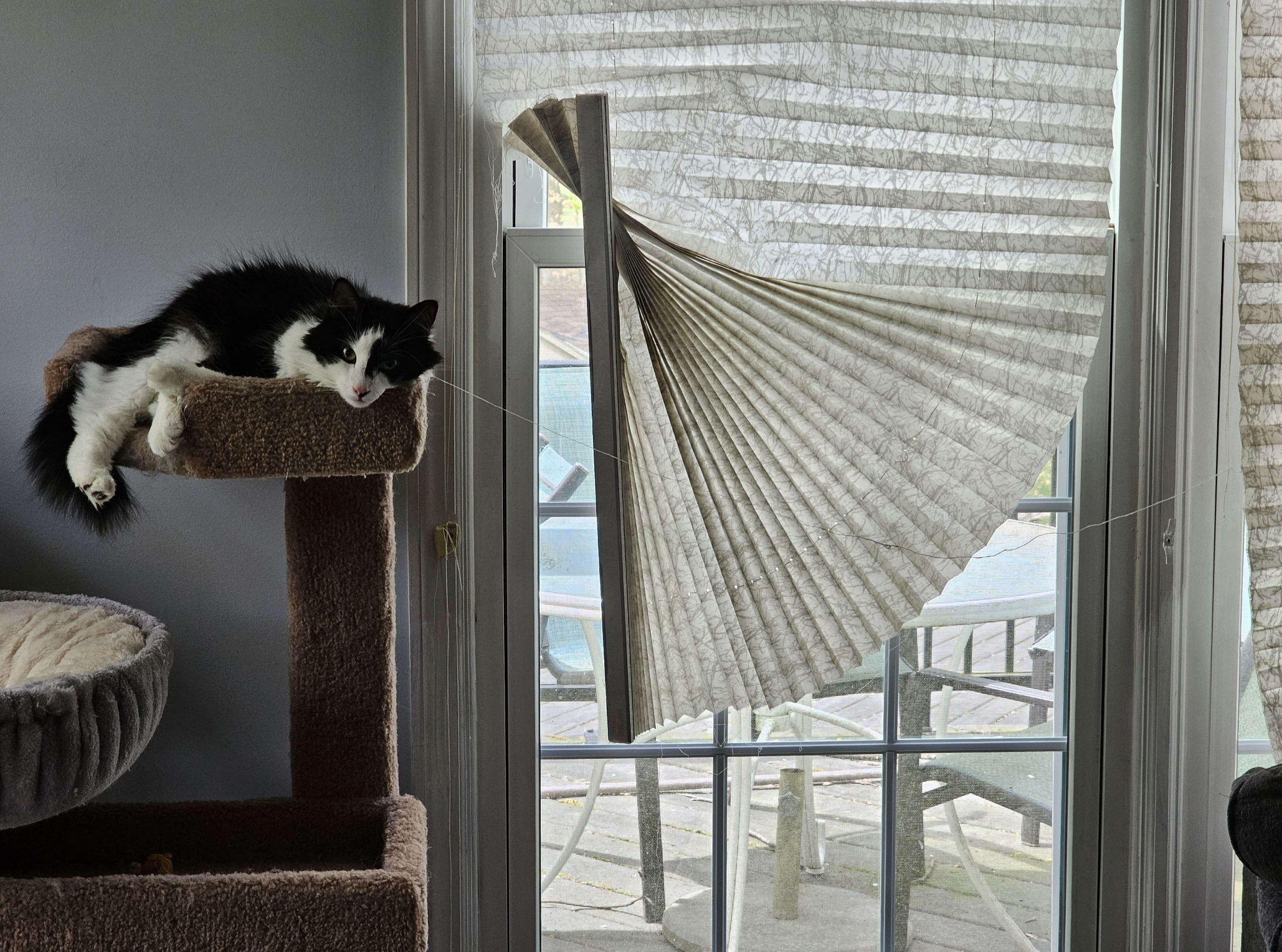 Cat lounging on a cat tree with window blinds partially pulled down, creating a pleated pattern on a glass door