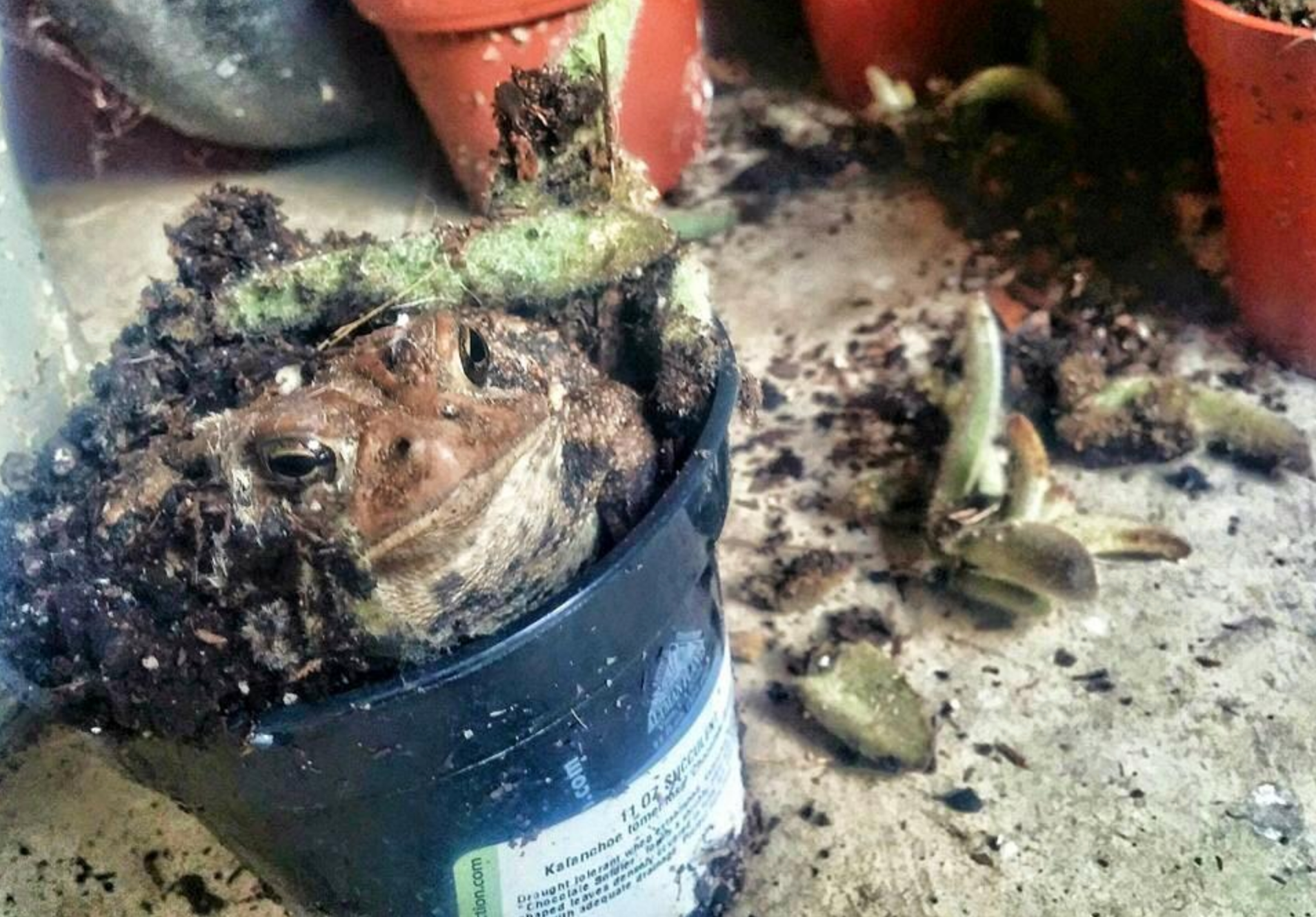 A toad nestled in soil pokes its head out of a small plant pot, surrounded by scattered plant debris and empty pots