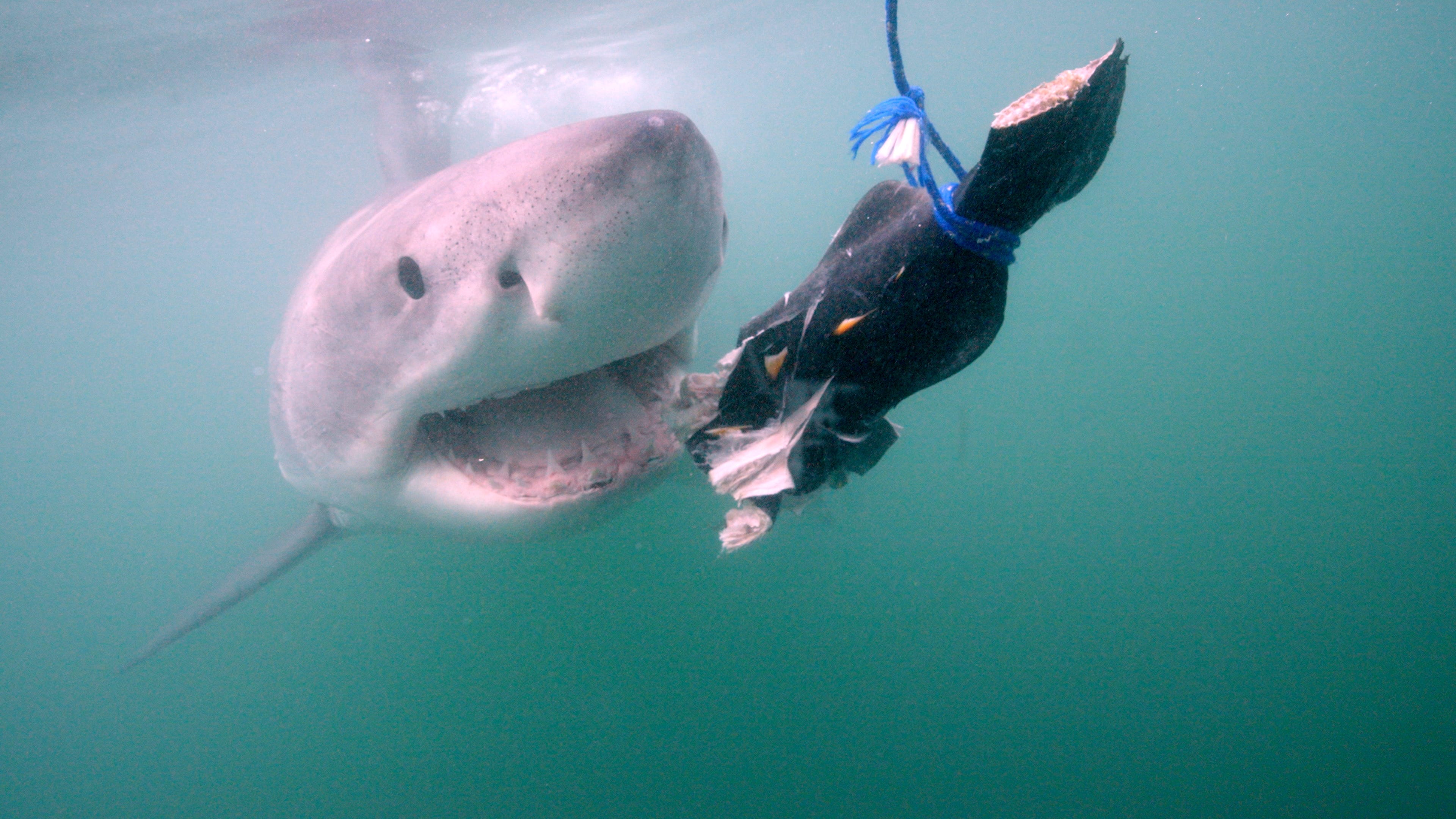 Shark Week 2026 schedule: When to watch 'Sharkzilla Takes New York' and every special