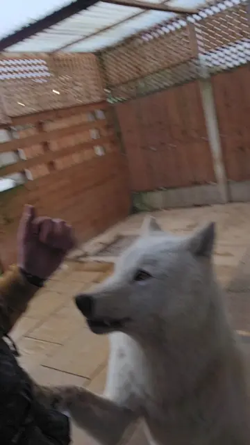 Grumpy wolfdog tells me off after his chew gets stolen