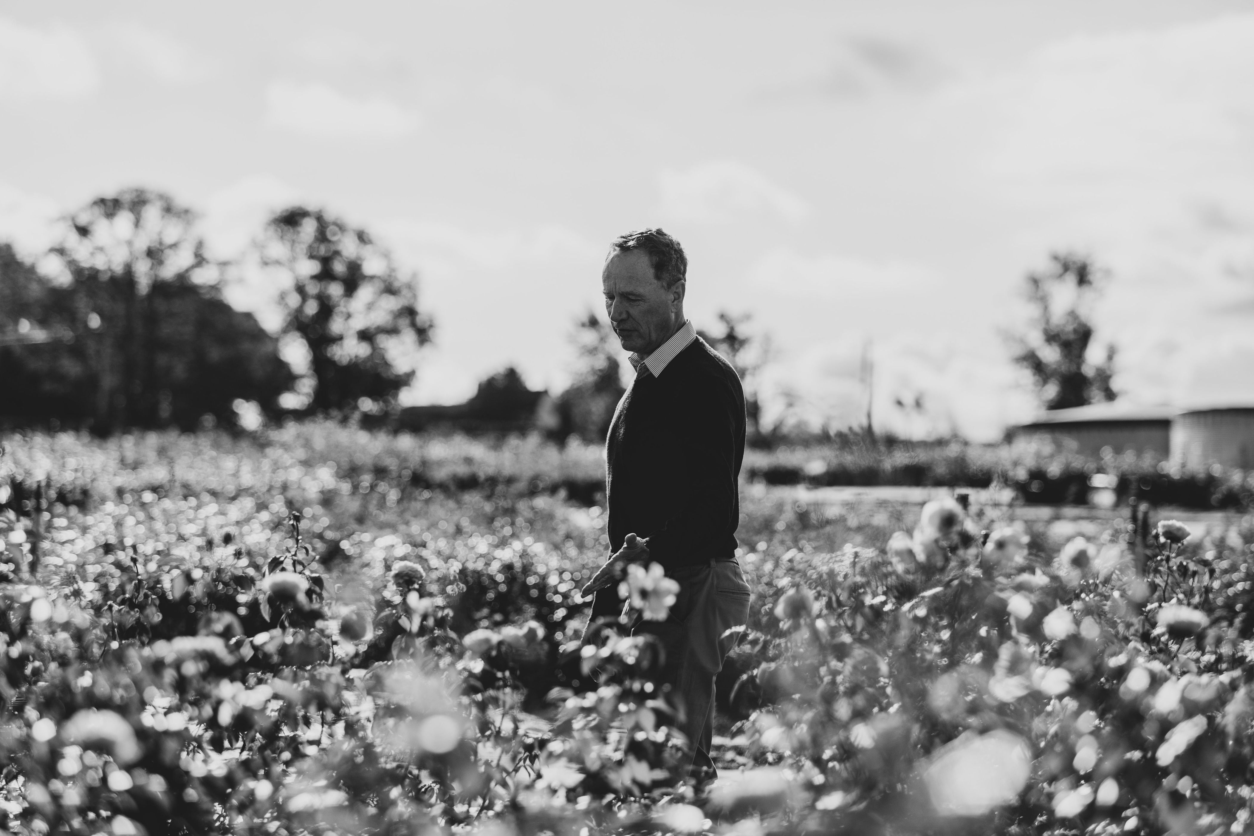 David J.C. Austin, the late chair of David Austin Roses (Supplied by David Austin Roses)