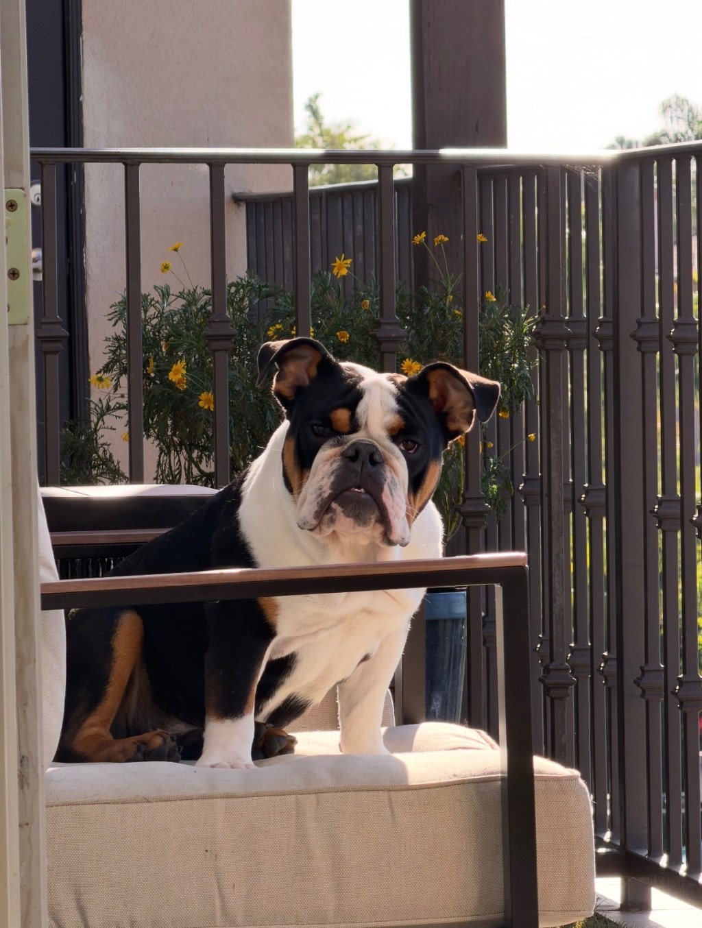 California Couple organizes protest after dog drowns at daycare