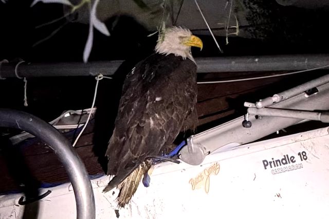 Famous Bald Eagle Mom Jackie, Who Was Feared Dead, Is Rescued Alive Days After Her Disappearance
