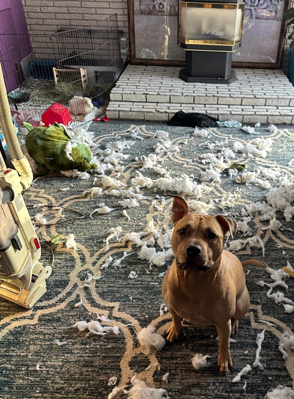 Dog sits surrounded by stuffing from a destroyed plush toy, next to a vacuum in a living room
