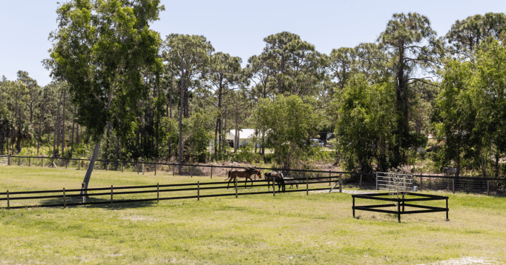 Two horses in the distance on a farm, surrounded by wooden fencing and trees.