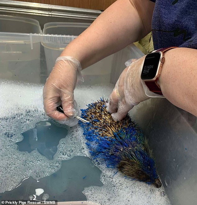 An animal shelter took her in and had to scrub the paint off, as well as administering pain relief