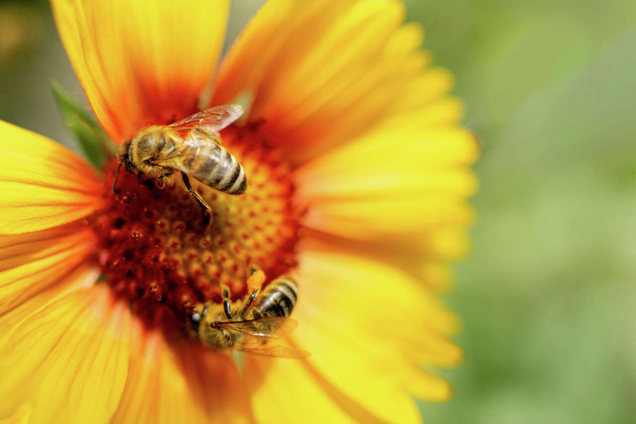 Pollinators of northern Michigan topic of next Plant It Wild program