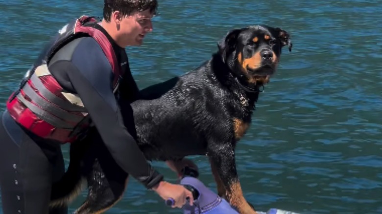 Rottweiler obsessed with taking the jet ski out for lakeside adventures is cracking us up