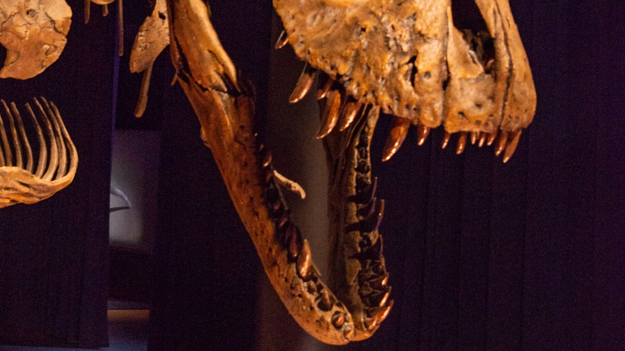 A T. rex tooth is still lodged in the face of the dinosaur it tried to eat