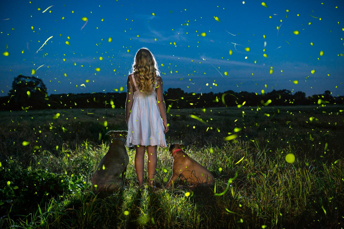 experts say making these changes to your yard will bring fireflies back - girl and dogs