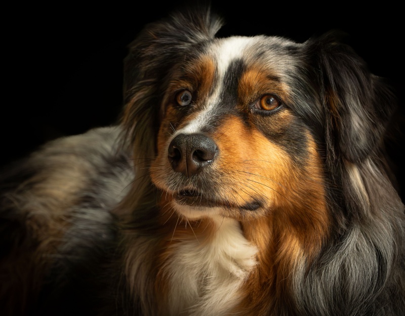 Can dogs tell time? Here's what scientists know