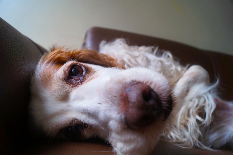 Can dogs tell time? Here's what scientists know