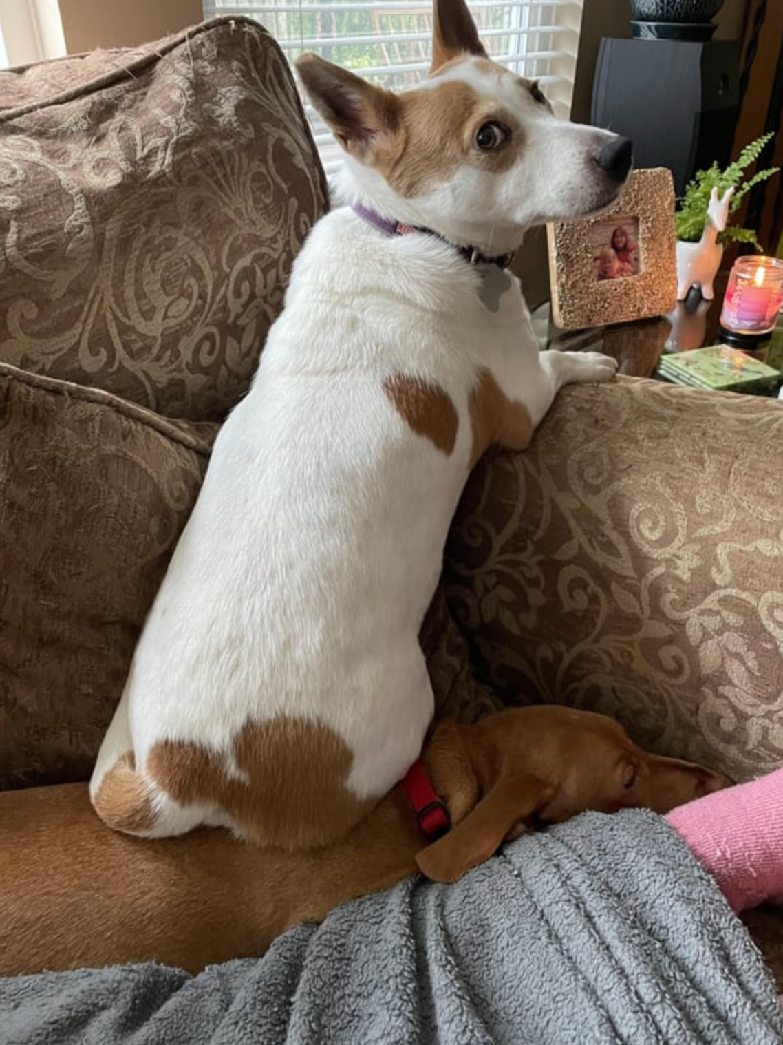 A white and brown dog sits on a couch, resting on another dog's head, which is barely visible under a blanket