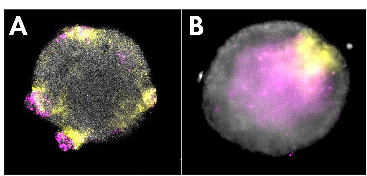 How sea anemone cells reform into an organism