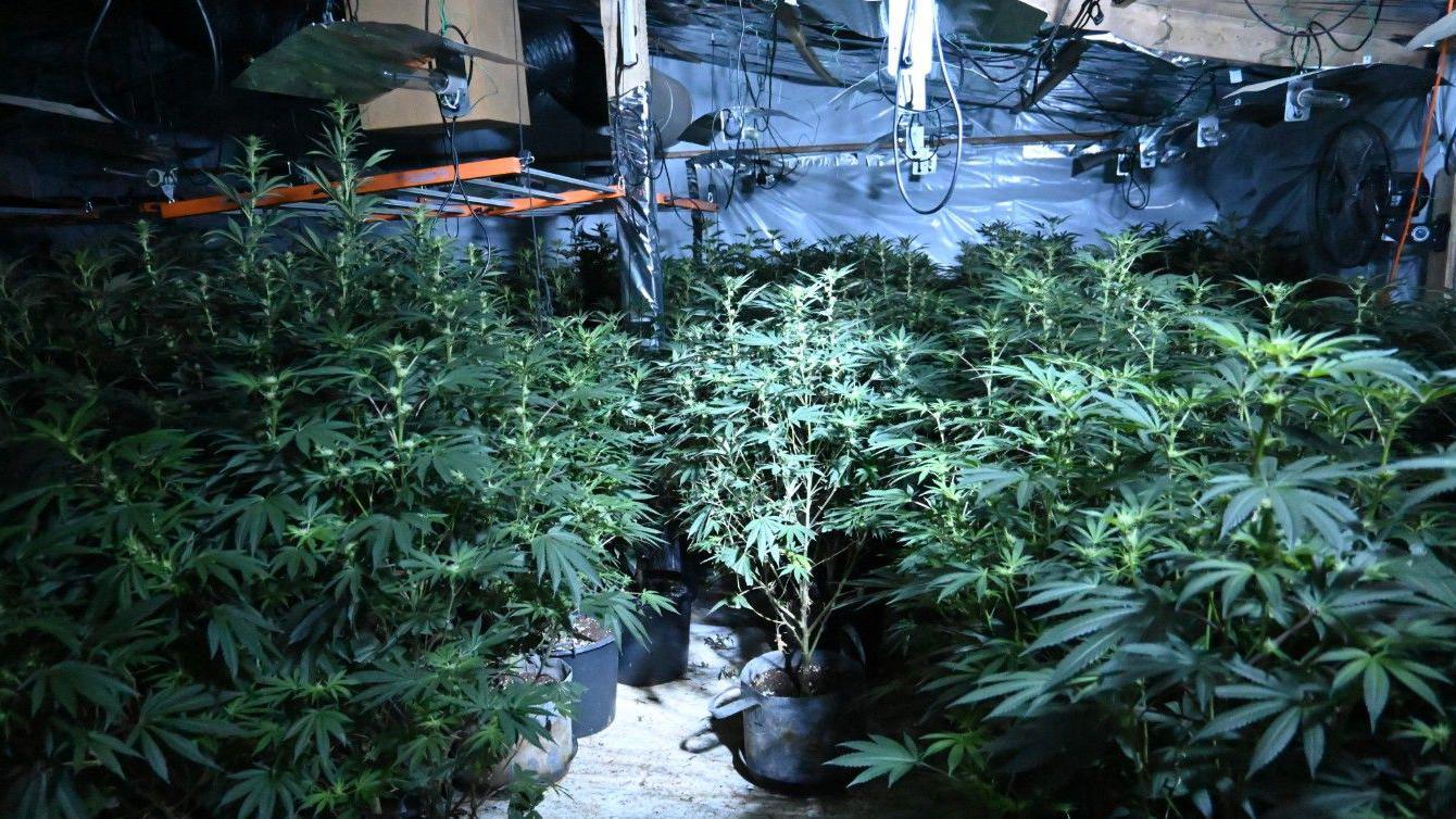 One of county's largest-ever cannabis farm uncovered
