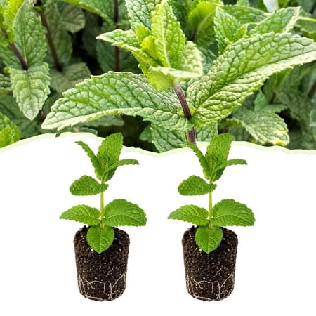 Live Spearmint Herb Plants, Indoor Garden Starter, Edible Fragrant Leaves (4 Inch Tall)